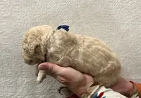 RYE-Blue collar male, a male Poodle - Standard  for sale in Prescott, AZ – 2 of 3