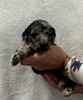 MASH-Black collar male, a male Poodle - Multi-Colored Standard for sale in Prescott, AZ – 2 of 4