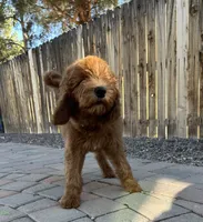 Bisbee F1B, a female Goldendoodle for sale in Prescott, AZ – 5 of 9