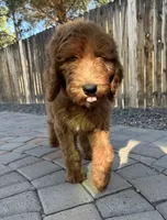 Bisbee F1B, a female Goldendoodle for sale in Prescott, AZ – 8 of 9