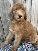 Bisbee F1B, a female Goldendoodle for sale in Prescott, AZ – 6 of 9