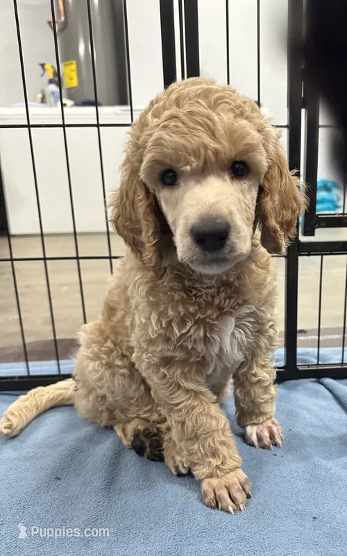 Sterling-Green collar male – Poodle - Standard  puppy for sale in Prescott, AZ