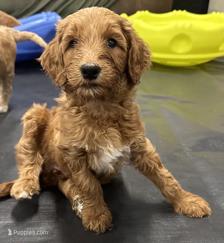 Athena F1B Goldendoodle  – Goldendoodle puppy for sale in Prescott, AZ