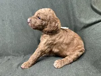 Ariel F1B Goldendoodle , a female Goldendoodle for sale in Prescott, AZ – 2 of 8
