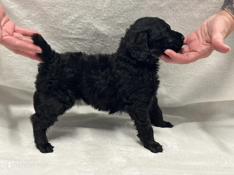 BOURBON-Green collar male – Poodle - Standard  puppy for sale in Prescott, AZ