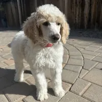 Dipstick , a male Poodle - Multi-Colored Standard and Poodle - Standard  for sale in Prescott, AZ – Photo 4 of 7