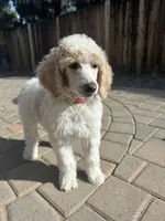 Dipstick , a male Poodle - Multi-Colored Standard and Poodle - Standard  for sale in Prescott, AZ – Photo 4 of 7