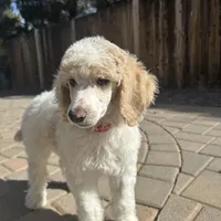 Dipstick , a male Poodle - Multi-Colored Standard and Poodle - Standard  for sale in Prescott, AZ – Photo 3 of 7