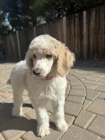 Dipstick , a male Poodle - Multi-Colored Standard and Poodle - Standard  for sale in Prescott, AZ – Photo 3 of 7