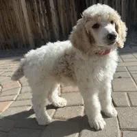 Dipstick , a male Poodle - Multi-Colored Standard and Poodle - Standard  for sale in Prescott, AZ – Photo 6 of 7