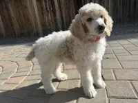 Dipstick , a male Poodle - Multi-Colored Standard and Poodle - Standard  for sale in Prescott, AZ – Photo 6 of 7