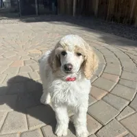 Dipstick , a male Poodle - Multi-Colored Standard and Poodle - Standard  for sale in Prescott, AZ – Photo 5 of 7