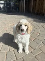 Dipstick , a male Poodle - Multi-Colored Standard and Poodle - Standard  for sale in Prescott, AZ – Photo 5 of 7