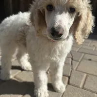 Dipstick , a male Poodle - Multi-Colored Standard and Poodle - Standard  for sale in Prescott, AZ – Photo 2 of 7