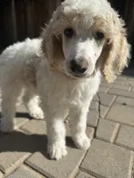 Dipstick , a male Poodle - Multi-Colored Standard and Poodle - Standard  for sale in Prescott, AZ – Photo 2 of 7