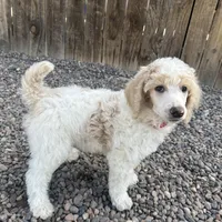 Dipstick , a male Poodle - Multi-Colored Standard and Poodle - Standard  for sale in Prescott, AZ – Photo 1 of 7