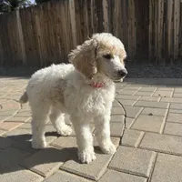 Dipstick , a male Poodle - Multi-Colored Standard and Poodle - Standard  for sale in Prescott, AZ – Photo 7 of 7