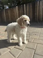 Dipstick , a male Poodle - Multi-Colored Standard and Poodle - Standard  for sale in Prescott, AZ – Photo 7 of 7