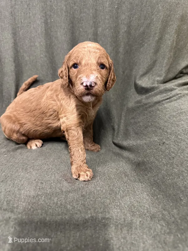 Ariel F1B Goldendoodle  – Goldendoodle puppy for sale in Prescott, AZ