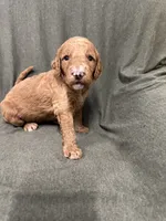 Ariel F1B Goldendoodle , a female Goldendoodle for sale in Prescott, AZ – 1 of 8