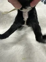 Onyx-White collar male, a male Poodle - Standard  for sale in Prescott, AZ – 5 of 8