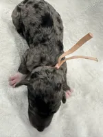 Opal-peach collar female, a female Poodle - Multi-Colored Standard for sale in Prescott, AZ – 4 of 8
