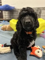 Flint-Orange collar male, a male Poodle - Standard  for sale in Prescott, AZ – 5 of 10
