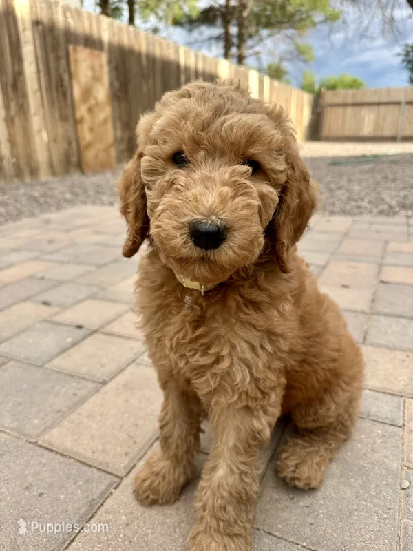 Ursula F1B Goldendoodle – Goldendoodle puppy for sale in Prescott, AZ