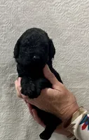 BOURBON-Green collar male, a male Poodle - Standard  for sale in Prescott, AZ – 2 of 3