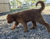 Bisbee F1B, a female Goldendoodle for sale in Prescott, AZ – 9 of 9