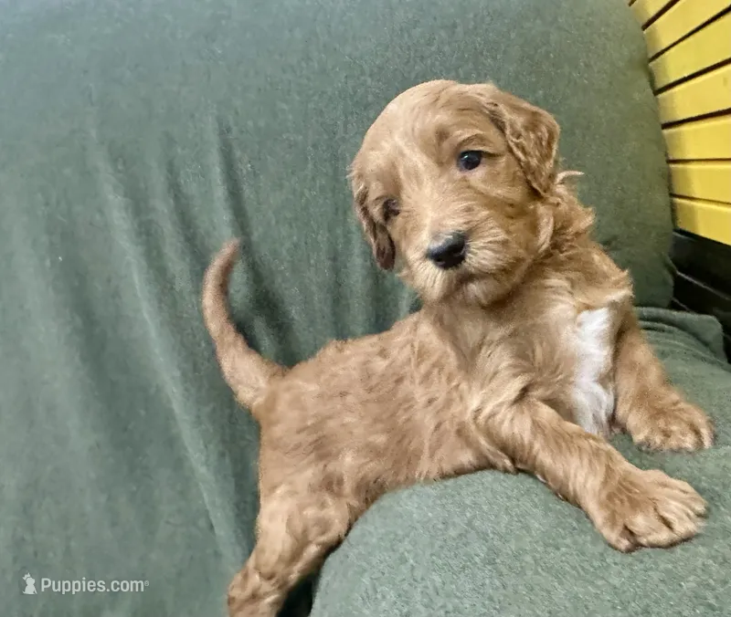 Athena F1B Goldendoodle  – Goldendoodle puppy for sale in Prescott, AZ