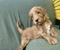 Athena F1B Goldendoodle , a female Goldendoodle for sale in Prescott, AZ – 1 of 8