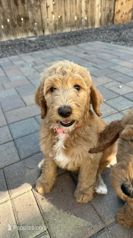 Aquata F1B Goldendoodle  – Goldendoodle puppy for sale in Prescott, AZ