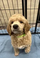 Sterling-Green collar male, a male Poodle - Standard  for sale in Prescott, AZ – 5 of 7