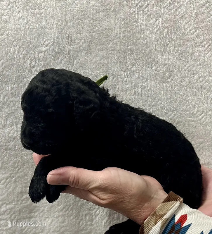 BOURBON-Green collar male – Poodle - Standard  puppy for sale in Prescott, AZ