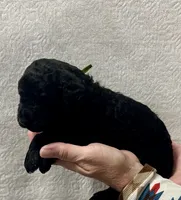 BOURBON-Green collar male, a male Poodle - Standard  for sale in Prescott, AZ – 1 of 3