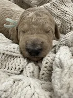 Sterling-Green collar male, a male Poodle - Standard  for sale in Prescott, AZ – 3 of 7