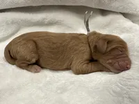 Attina F1B Goldendoodle , a female Goldendoodle for sale in Prescott, AZ – 9 of 10