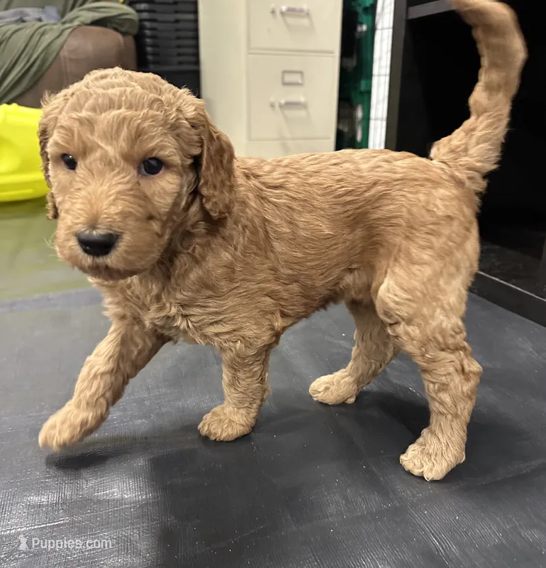 Ursula F1B Goldendoodle – Goldendoodle puppy for sale in Prescott, AZ