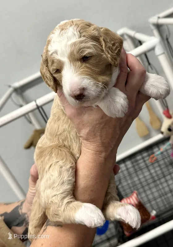 Pearl-pink collar female – Poodle - Standard  puppy for sale in Prescott, AZ