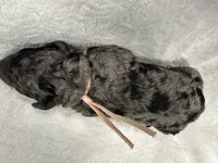 Opal-peach collar female, a female Poodle - Multi-Colored Standard for sale in Prescott, AZ – 6 of 8