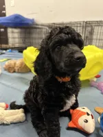Flint-Orange collar male, a male Poodle - Standard  for sale in Prescott, AZ – 9 of 10