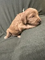 Attina F1B Goldendoodle , a female Goldendoodle for sale in Prescott, AZ – 3 of 10