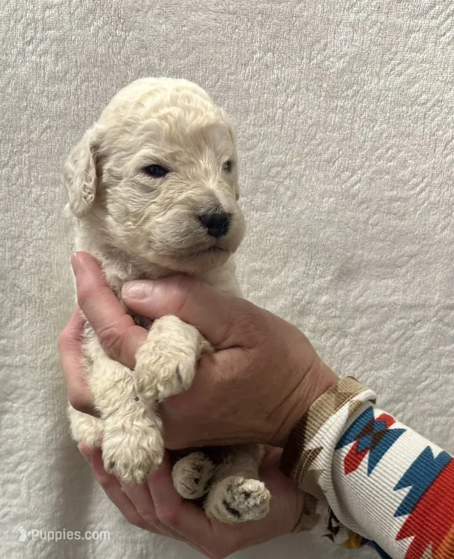 OAK-Orange collar male – Poodle - Standard  puppy for sale in Prescott, AZ