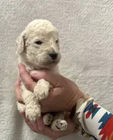 OAK-Orange collar male, a male Poodle - Standard  for sale in Prescott, AZ – 1 of 3