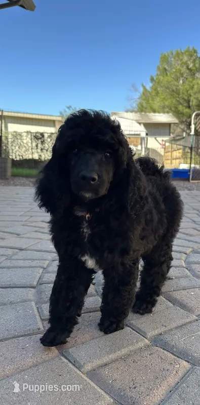 Flint-Orange collar male – Poodle - Standard  puppy for sale in Prescott, AZ
