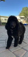 Flint-Orange collar male, a male Poodle - Standard  for sale in Prescott, AZ – 1 of 10