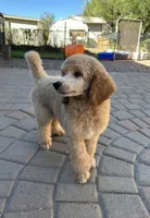 Sterling-Green collar male, a male Poodle - Standard  for sale in Prescott, AZ – 1 of 7
