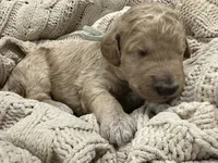 Sterling-Green collar male, a male Poodle - Standard  for sale in Prescott, AZ – 2 of 7
