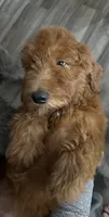 Bisbee F1B, a female Goldendoodle for sale in Prescott, AZ – 2 of 9